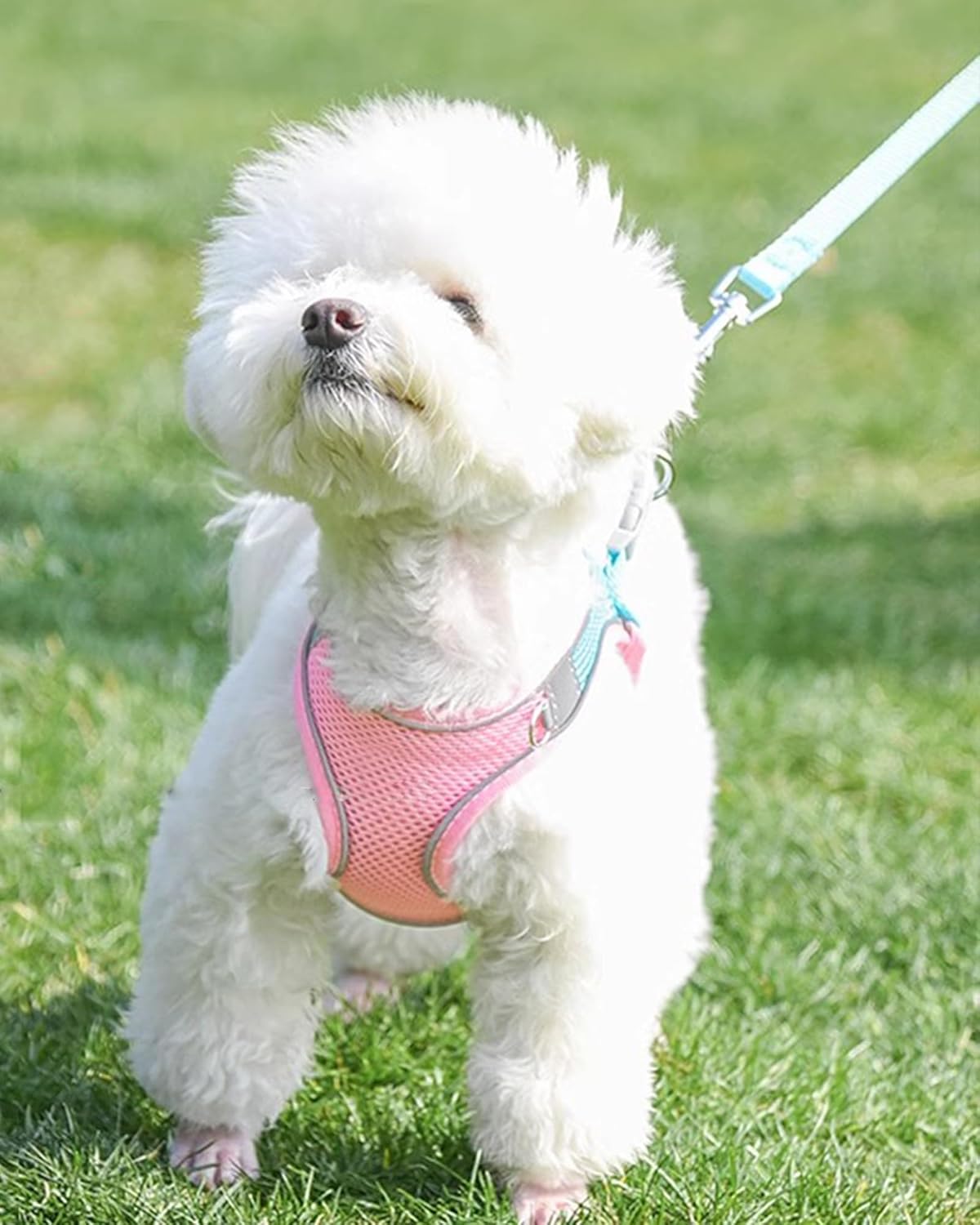 Soft Mesh Dog Harness & Leash Set - Step-in Adjustable with Padded Vest (L, Pink)